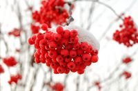 rowan-berries-ga2143b256 1280